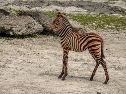 Brigitte Junges Zebra